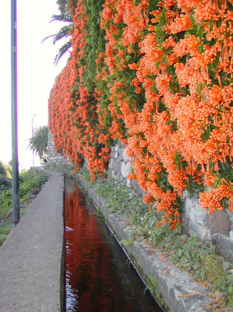 Vila Marta Funchal  Exterior photo